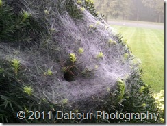 Photo_F237CFD7-16E8-67E0-8609-9D2EA54A019D