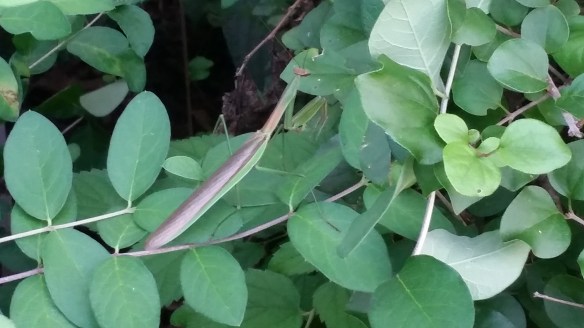 Praying Mantis doing what it does best on a Summer evening in New Jersey. Photo by DAVE DABOUR © 2015