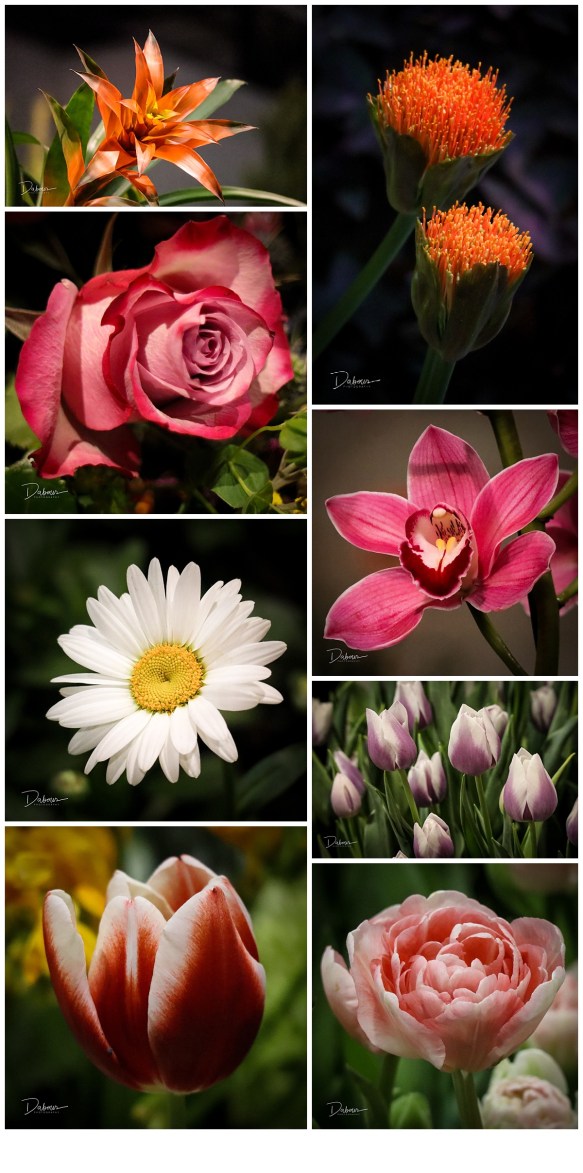 2019,60's,Philly,flower power,flower show, 2019,60's,Philly,flower power,flower show,